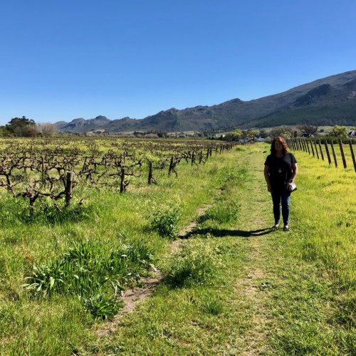 Strolling through the vineyard