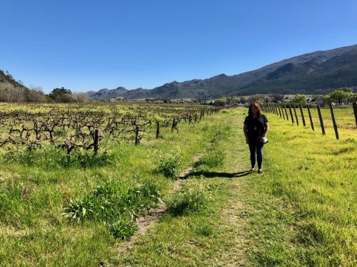 Strolling through the vineyard