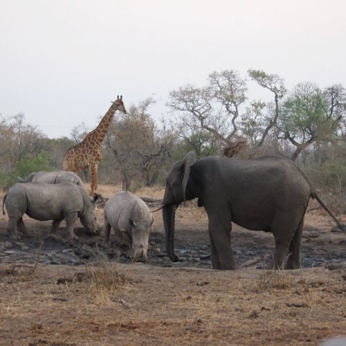 Rhinos, elephants and a giraffe at a water hole close to dusk