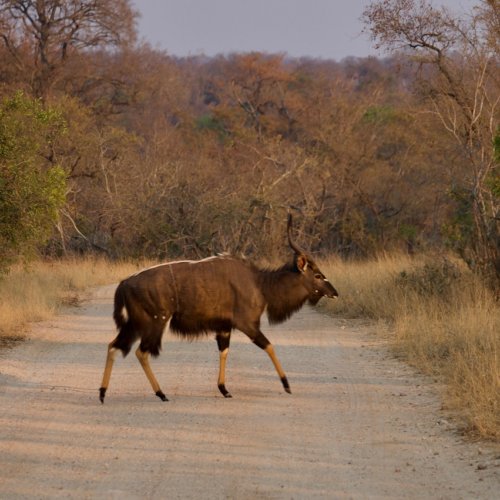 Nyala buck crossing the road