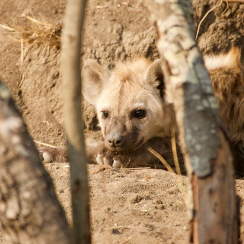 Hyena cub, living in an abandoned termite mound