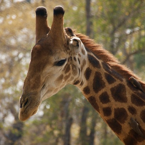 Giraffes are beautiful!