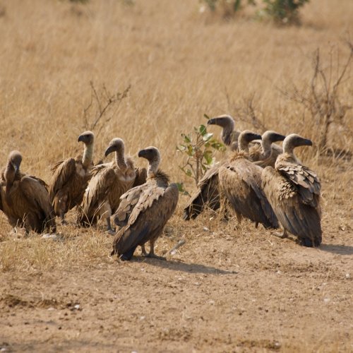Vultures just cleaned up an impala carcass - Either that or Congress must be in session! 