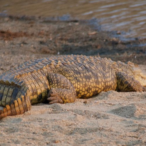 Nile crocodile sunning at the water edge