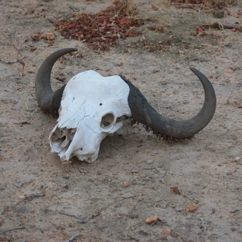 A buffalo skull 