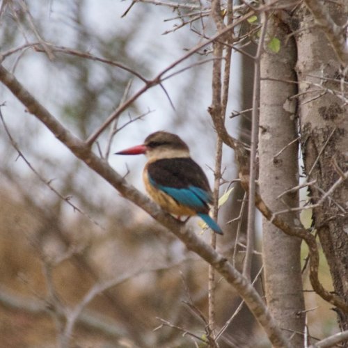 Brown hooded kingfisher or Bruinkopvisvanger (Afrikaans)