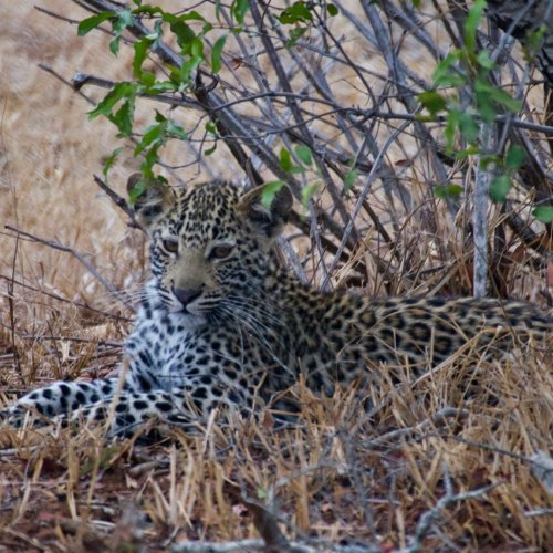 Leopard cub about six month old