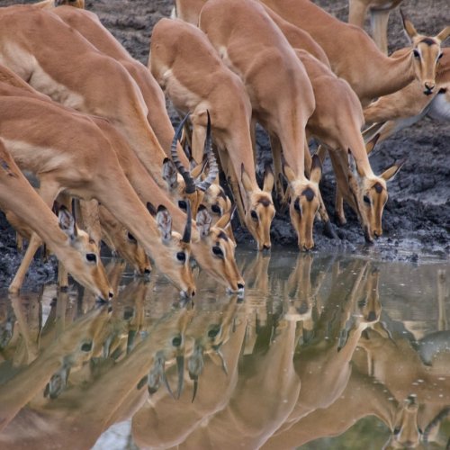 Impala at the water hole