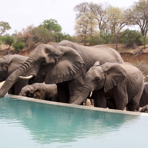 Elephants at the pool